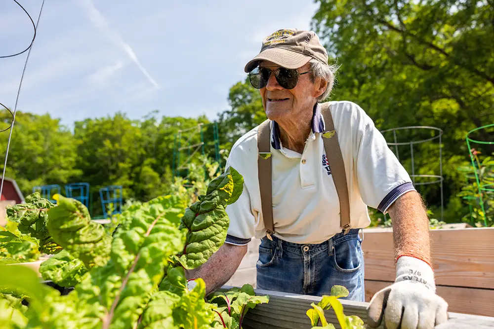 An active Essex Meadows resident wearing sunglasses, a baseball cap, and gardening gloves tends to fresh green leafy vegetables in a raised garden bed outside, enjoying engaging activities beyond brain games for seniors.
