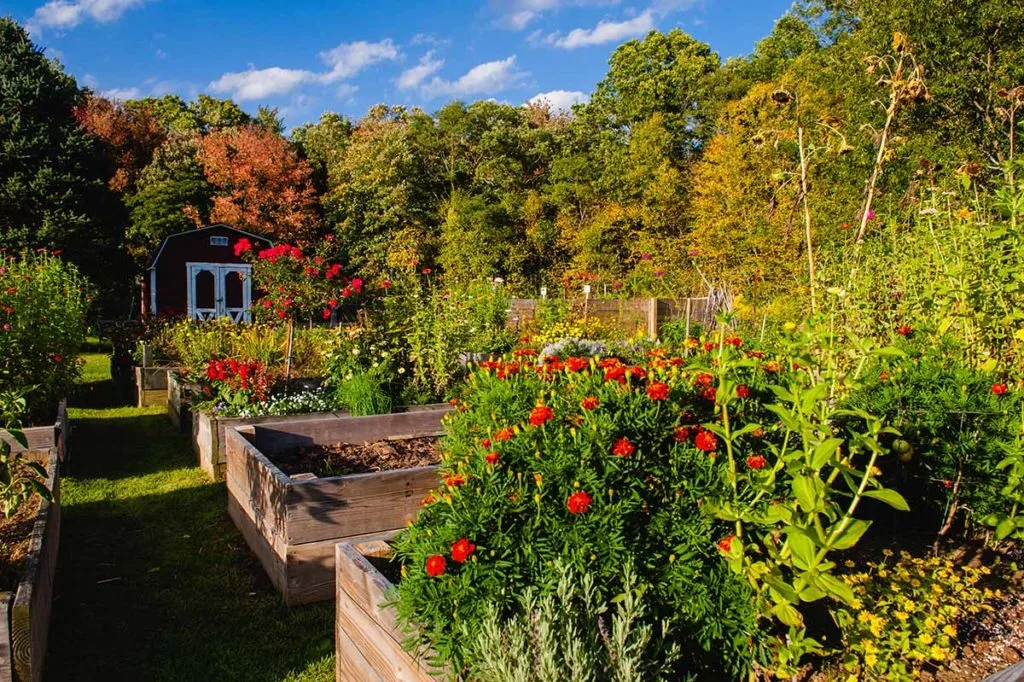 An image of a garden beds of floors at Essex Meadows In Essex, CT.